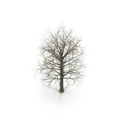 Red Oak Tree Winter on white. 3D illustration