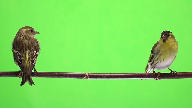 male and female siskin isolated on a green background, studio