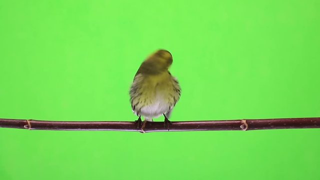 male siskin isolated on a green background, studio