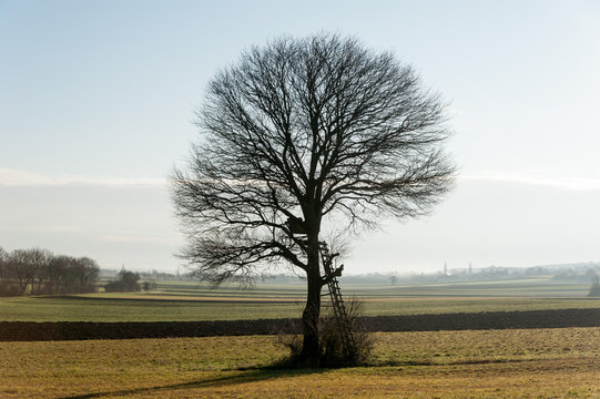 Frei stehender Baum auf Feld