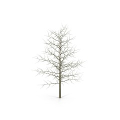 Young Red Oak Tree Winter on white. 3D illustration