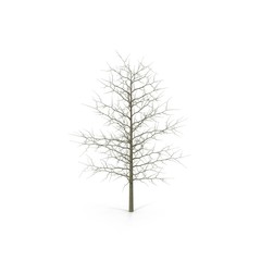 Young Red Oak Tree Winter on white. 3D illustration