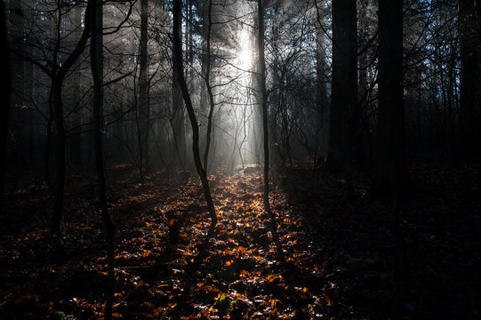 Lichtstrahlen im Wald