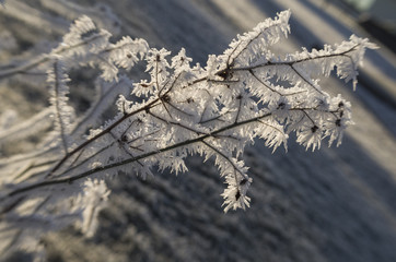winter frost
