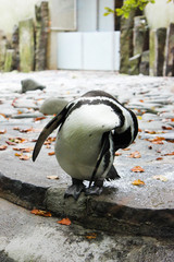 penguin on rock