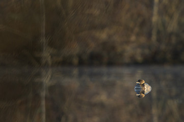 Cute Pied-billed Grebe
