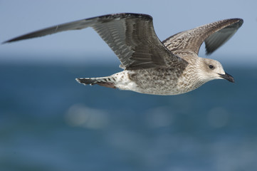 Lesser Black-Backed Gull in Flight 2