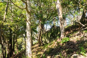 Mt. Kanuki hiking route