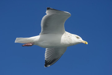 Great Black-backed Gull in Flight