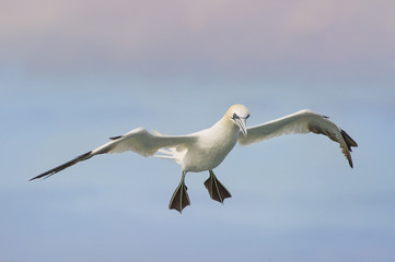 Northern Gannet Flare