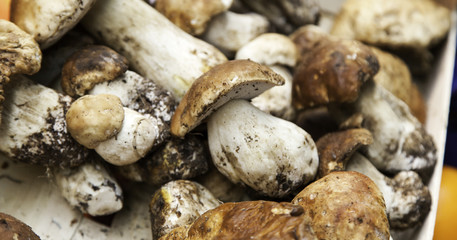 Raw Mushrooms Harvested