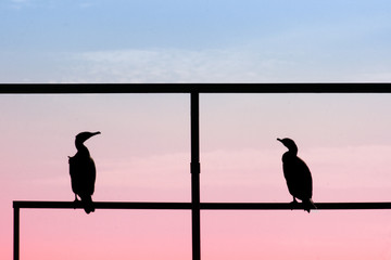 Two Bird with Sunset