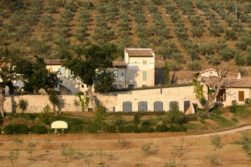 Fototapeta na wymiar Olive farm in sunny Italy.