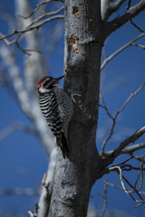 Woodpecker