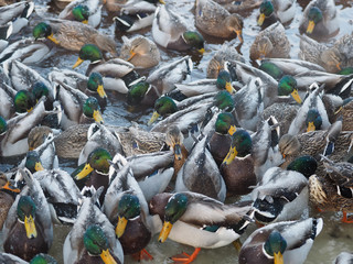 duck on the lake in the cold