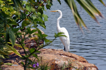 White Egrets