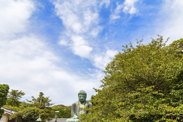 The Great Buddha in Kamakura, which is surrounded by green leaves.There are pigeon to Buddha's head.