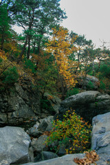 Colorfull Trees Between of Rocks in Autumn