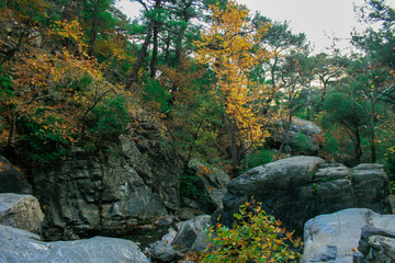 Colorfull Trees Between of Rocks