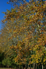 Colorfull Trees on Autumn