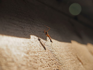 mosquito on the wall