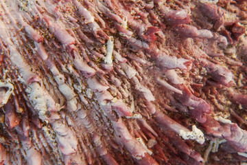 Obraz na płótnie Canvas Pink oyster shell surface - macro image.