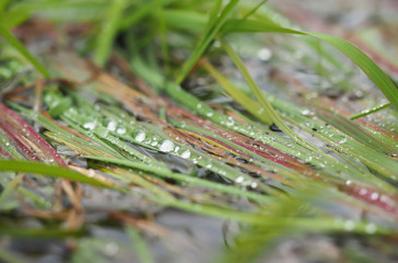 drops on grass