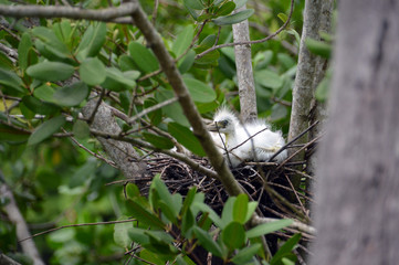 Baby bird looks at the world