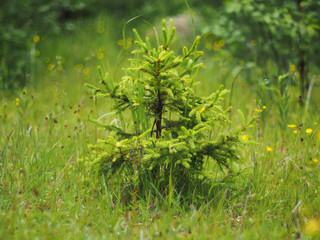 Little Christmas Tree in the forest
