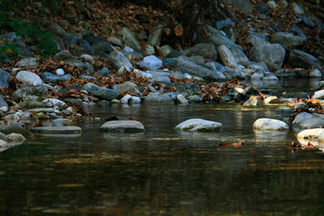 Rocks and Water in Autumn