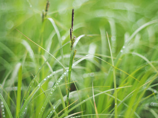 drops on grass