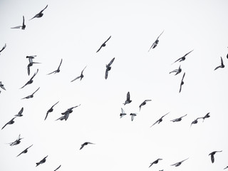 Fototapeta premium doves in flight