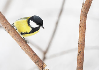 great tit in the forest