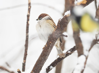 sparrow in the woods