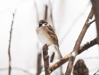 sparrow in the woods