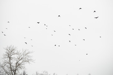 crow in flight