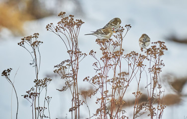Bird Carduelis flammea on the dry grass in winter