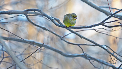 greenfinch on a branch