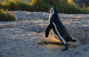 African penguin walking into sunlight