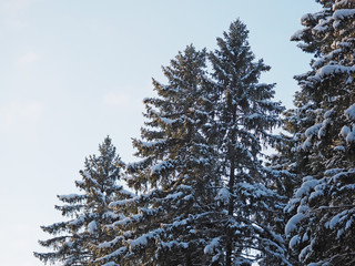 Spruce in the snow