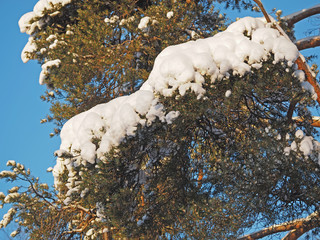 pine branch in snow
