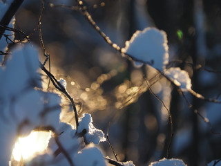 icicle on a branch