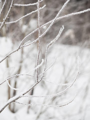 branches in snow