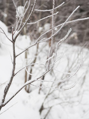 branches in snow