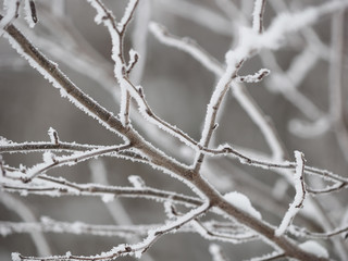 branches in snow