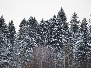 fir forest in winter
