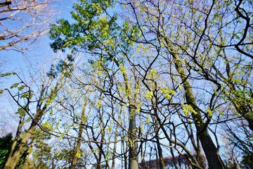 トサミズキの花
