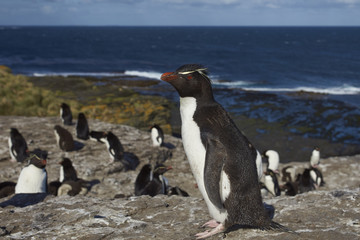 Rockhopper Penguins (Eudyptes chrysocome) on the cliffs of Bleaker Island in the Falkland Islands
