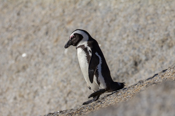 African penguin walking on rock