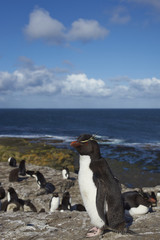 Obraz premium Rockhopper Penguins (Eudyptes chrysocome) on the cliffs of Bleaker Island in the Falkland Islands